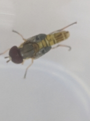Allograpta obliqua