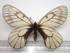 Parnassius glacialis