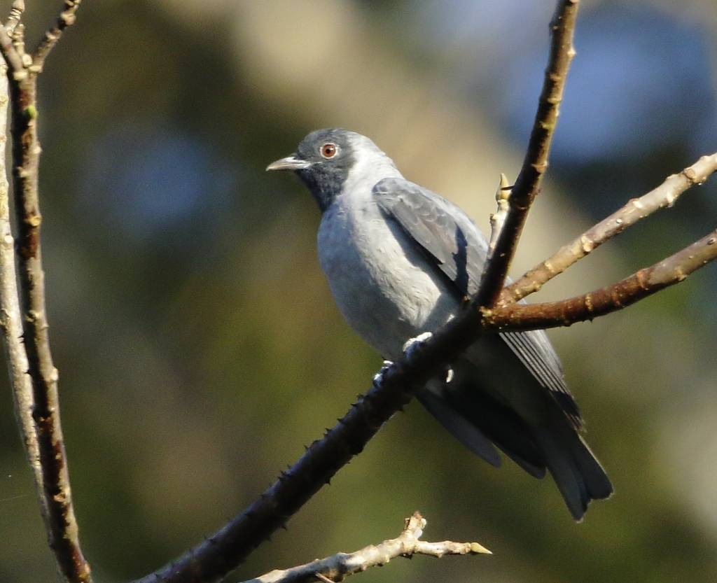 Black-faced Cotinga photo