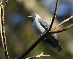 Black-Faced Cotinga photo 1