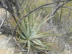 Agave aurea