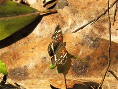 Anthanassa texana seminole