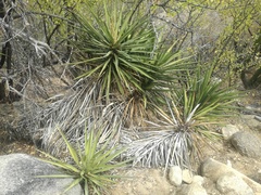 Yucca capensis