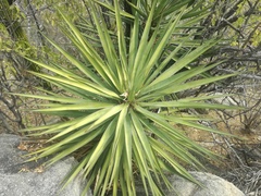 Yucca capensis