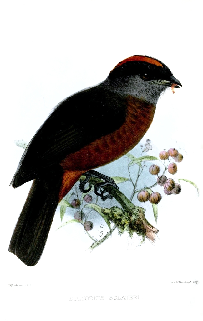 Bay-vented and Chestnut-bellied Cotingas