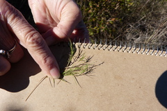 Muhlenbergia utilis