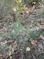 Thesium divaricatum