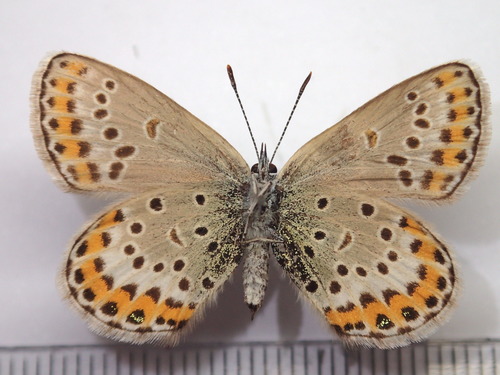 silver‐studded blue