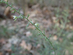 Thesium divaricatum
