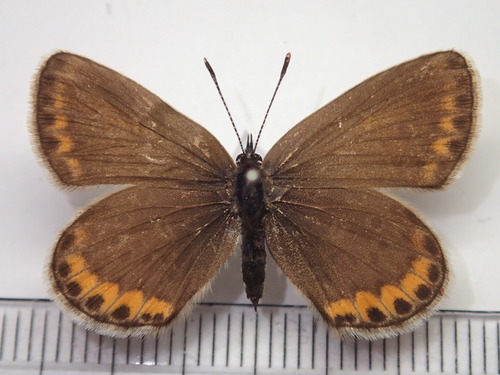 silver‐studded blue