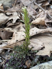 Borodinia missouriensis