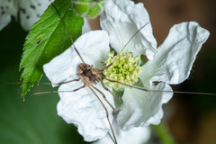 Leiobunum calcar