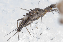 Allocapnia pygmaea