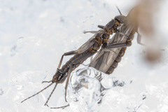 Allocapnia pygmaea
