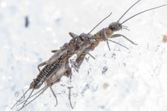 Allocapnia pygmaea
