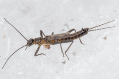 Allocapnia pygmaea