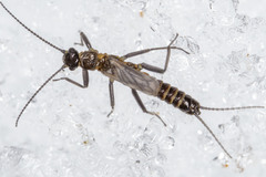 Allocapnia pygmaea