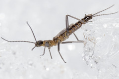 Allocapnia pygmaea