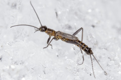 Allocapnia pygmaea