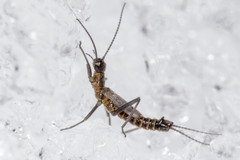 Allocapnia pygmaea