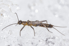 Allocapnia pygmaea