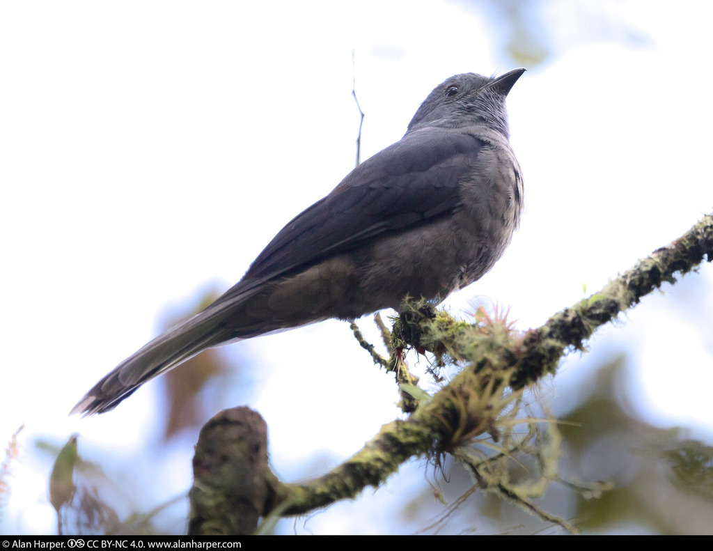 Dusky Piha photo