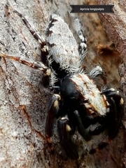 Apricia longipalpis