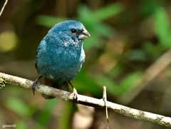 Cyanoloxia glaucocaerulea