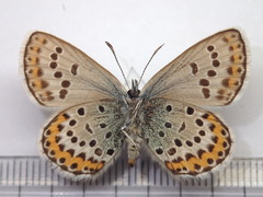 Plebejus subsolanus