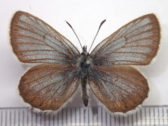 Plebejus subsolanus