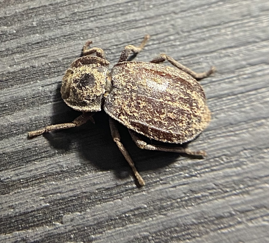 Stenomorpha parallela