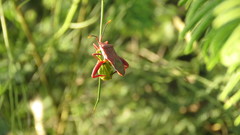 Athaumastus haematicus