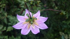 Dahlia tubulata