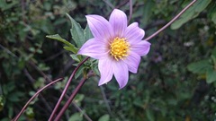Dahlia tubulata