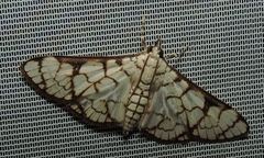 Aphytoceros lucusalis