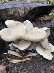 Macrocybe