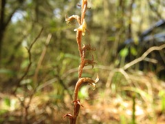 Mesadenus lucayanus