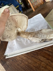 Macrocybe