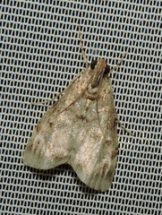 Stericta