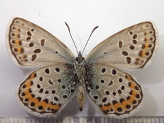 Plebejus subsolanus