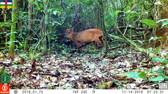 Cephalophorus weynsi