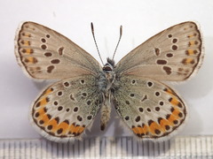 Plebejus subsolanus