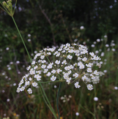 Tiedemannia canbyi