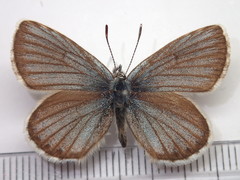 Plebejus subsolanus