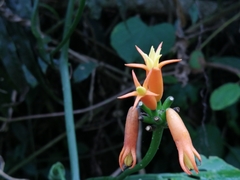 Gurania lobata