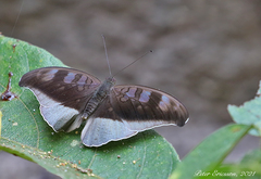 Tanaecia cocytus