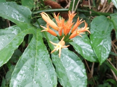 Gurania lobata