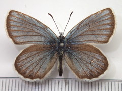 Plebejus subsolanus