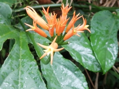Gurania lobata