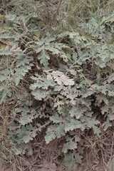 Platycarpha glomerata